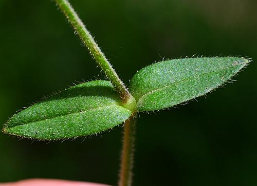 Cerastium_fontanum_leaves1.jpg