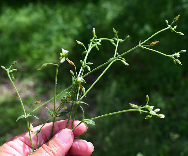 Cerastium_fontanum_plant.jpg