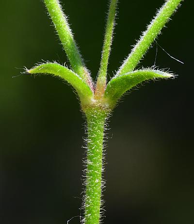 Cerastium_fontanum_stem.jpg