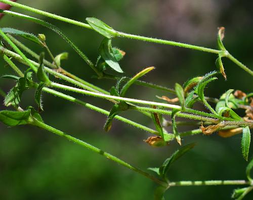 Cerastium_fontanum_stems.jpg