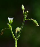 Cerastium fontanum thumbnail