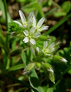 Cerastium glomeratum thumbnail