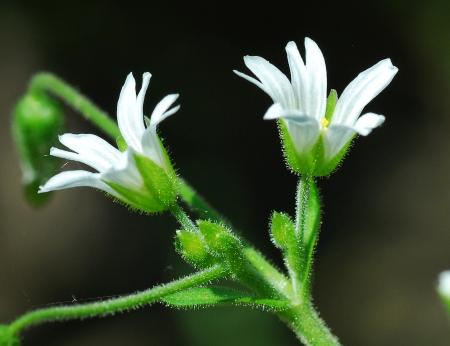 Cerastium_nutans_calyx.jpg