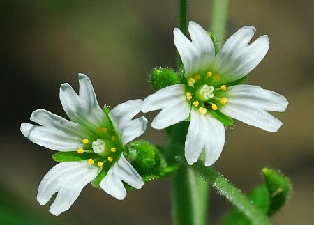 Cerastium_nutans_flowers.jpg