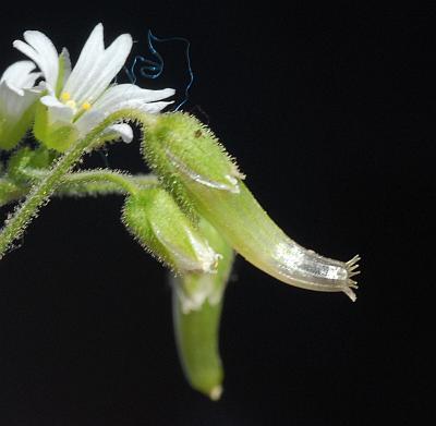 Cerastium_nutans_fruit.jpg