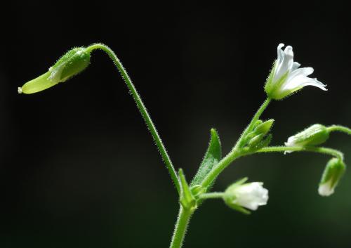 Cerastium_nutans_inflorescence.jpg