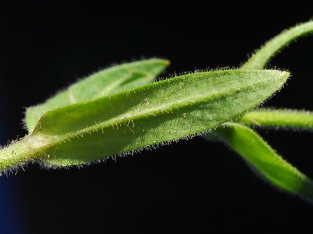 Cerastium_nutans_leaf.jpg