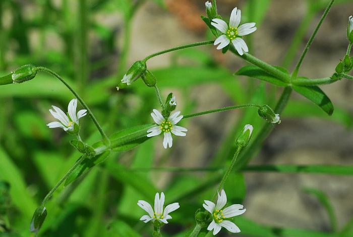 Cerastium_nutans_plant.jpg