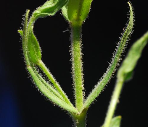 Cerastium_nutans_stem.jpg