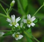 Cerastium nutans thumbnail