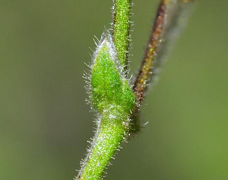 Cerastium_pumilum_bract.jpg