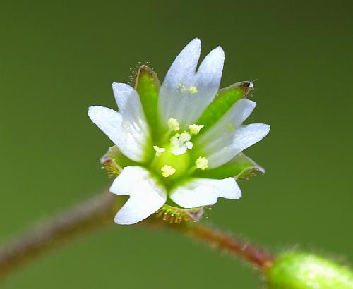 Cerastium_pumilum_corolla.jpg