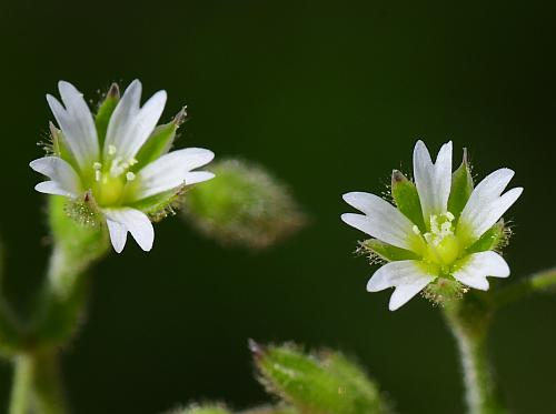 Cerastium_pumilum_flowers.jpg