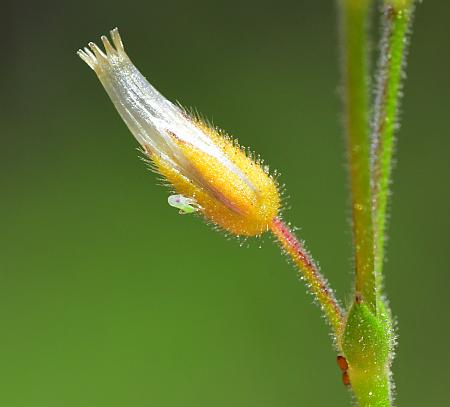 Cerastium_pumilum_fruit.jpg