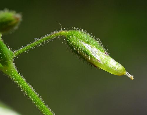 Cerastium_pumilum_fruit0.jpg