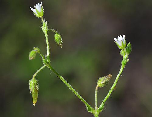 Cerastium_pumilum_inflorescence.jpg