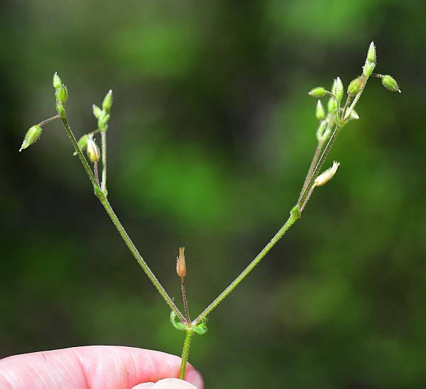 Cerastium_pumilum_plant.jpg