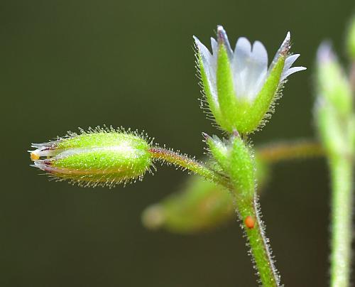 Cerastium_pumilum_sepals.jpg