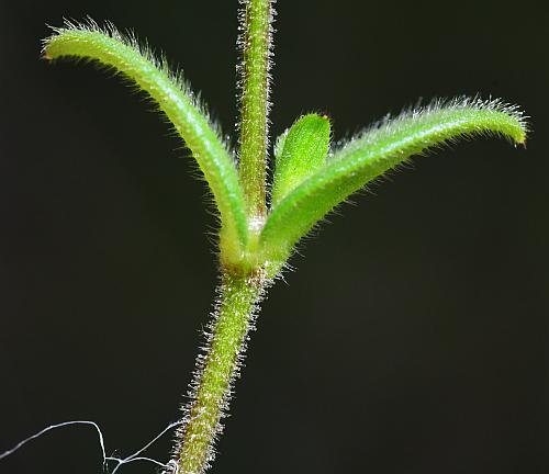 Cerastium_pumilum_stem.jpg