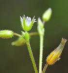 Cerastium pumilum thumbnail