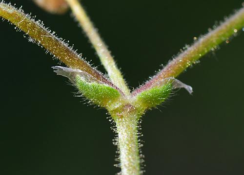 Cerastium_semidecandrum_bracts.jpg