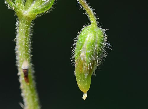 Cerastium_semidecandrum_fruit1.jpg