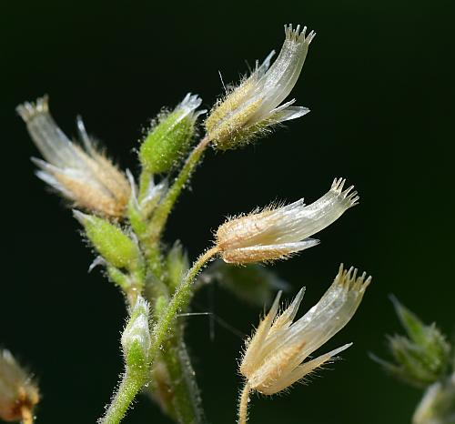 Cerastium_semidecandrum_fruits.jpg