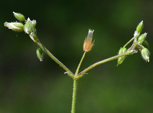 Cerastium_semidecandrum_inflorescence.jpg