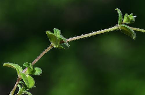 Cerastium_semidecandrum_leaves.jpg