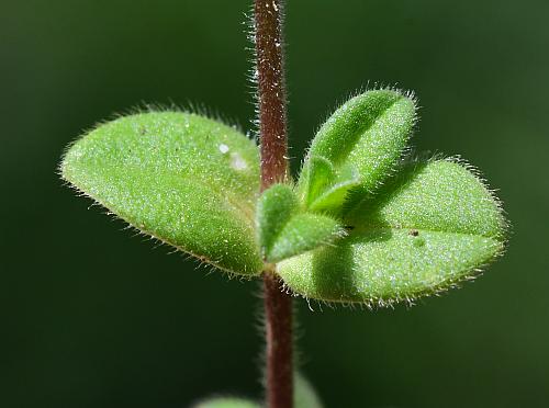 Cerastium_semidecandrum_leaves1.jpg