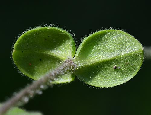 Cerastium_semidecandrum_leaves2.jpg