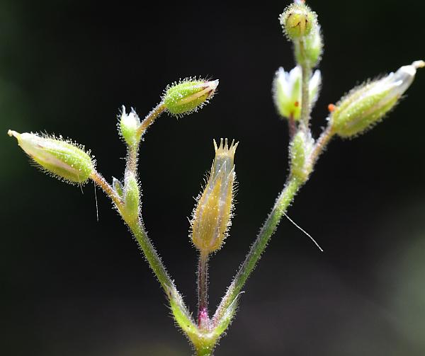 Cerastium_semidecandrum_plant.jpg