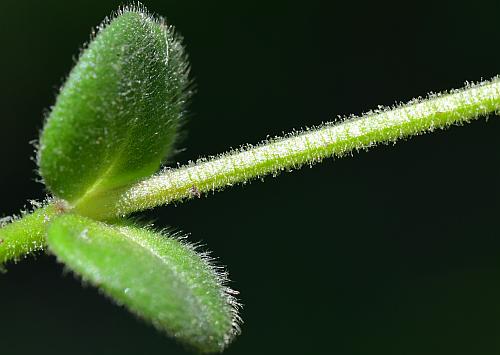 Cerastium_semidecandrum_stem.jpg