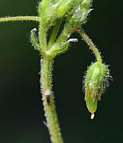 Cerastium semidecandrum thumbnail
