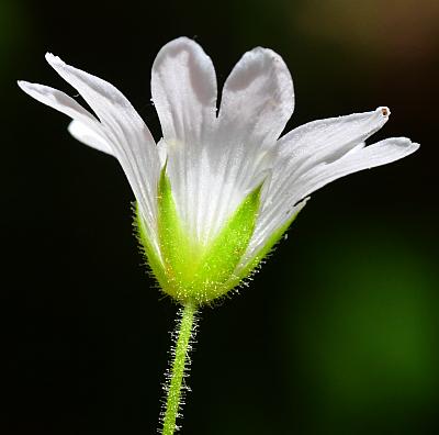 Cerastium_velutinum_calyx.jpg