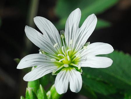 Cerastium_velutinum_corolla.jpg