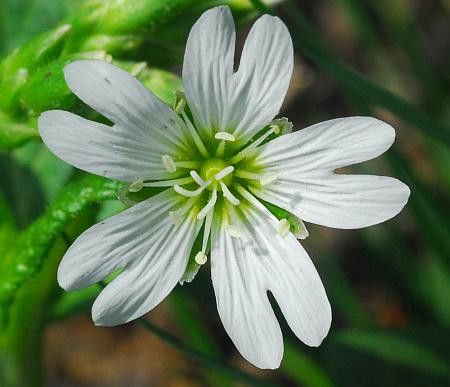 Cerastium_velutinum_flower.jpg