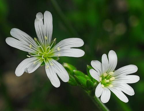 Cerastium_velutinum_flowers.jpg