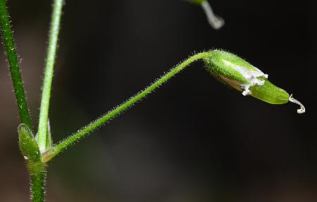 Cerastium_velutinum_fruit.jpg