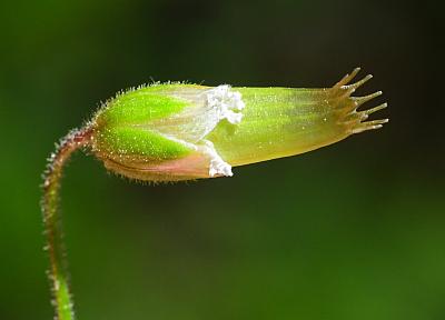 Cerastium_velutinum_fruit2.jpg