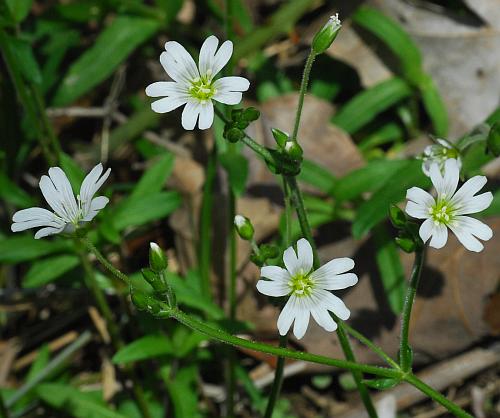 Cerastium_velutinum_inflorescence.jpg