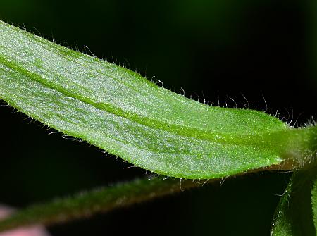 Cerastium_velutinum_leaf2.jpg