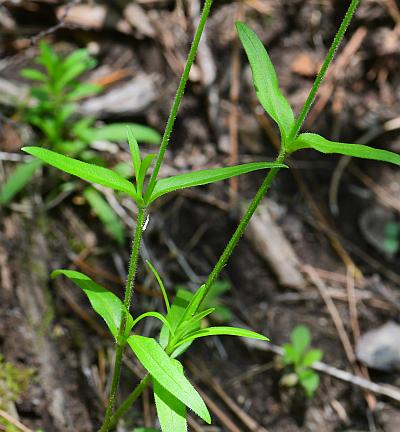 Cerastium_velutinum_leaves.jpg