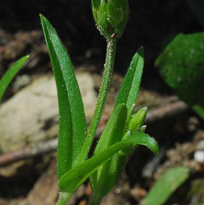 Cerastium_velutinum_leaves2.jpg