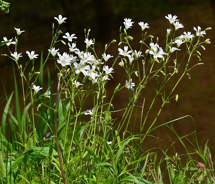 Cerastium_velutinum_plant.jpg