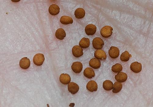 Cerastium_velutinum_seeds.jpg