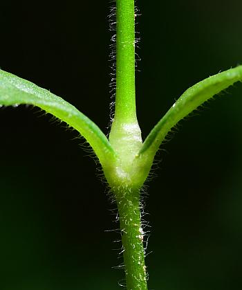 Cerastium_velutinum_stem.jpg