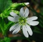 Cerastium velutinum thumbnail