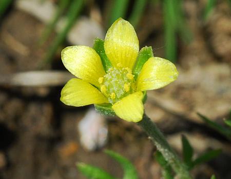 Ceratocephalus_testiculatus_flower.jpg