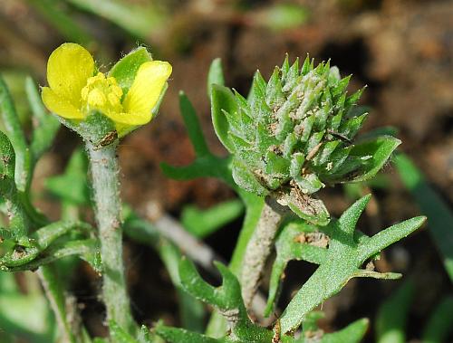 Ceratocephalus_testiculatus_fruit.jpg